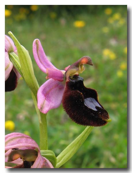 Ophrys: gruppo Ophrys bertolonii